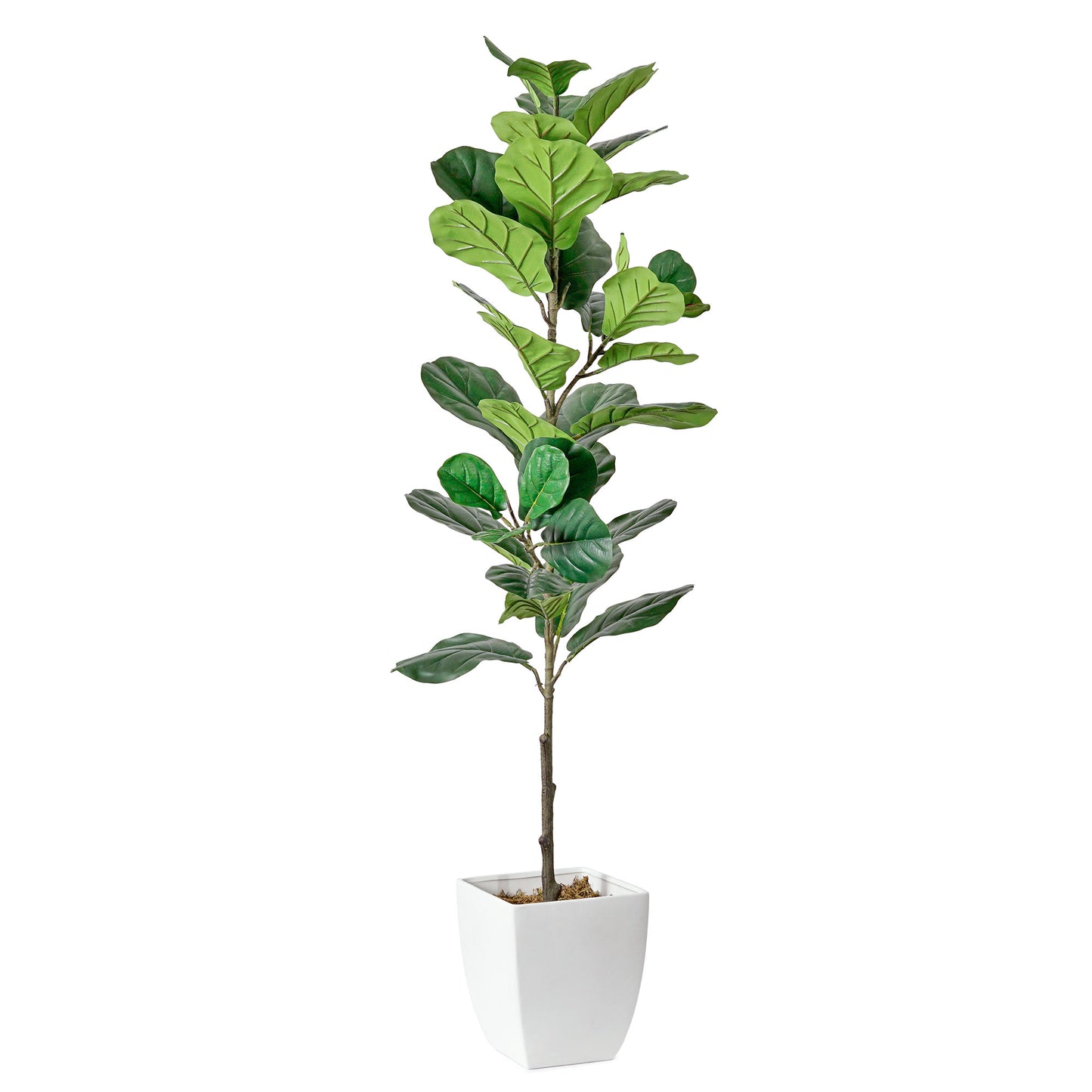 Artificial Fiddle Fig Tree in White Square Ceramic Pot - 60" - Botanica Home ™