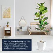 Artificial Fiddle Fig Tree in White Square Ceramic Pot - 60" - Botanica Home&trade;