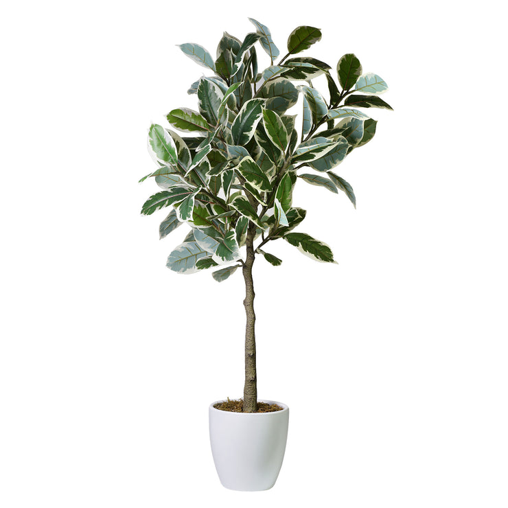 Artificial Variegated Rubber Tree in White Ceramic Tapered Pot - 60" - Botanica Home&trade;