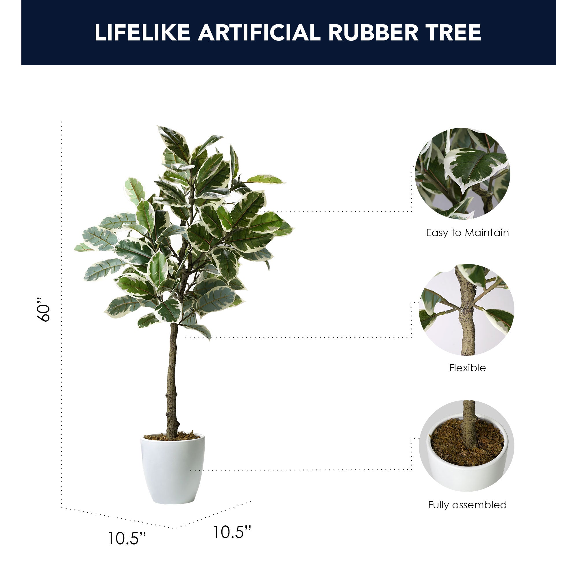 Artificial Variegated Rubber Tree in White Ceramic Tapered Pot - 60