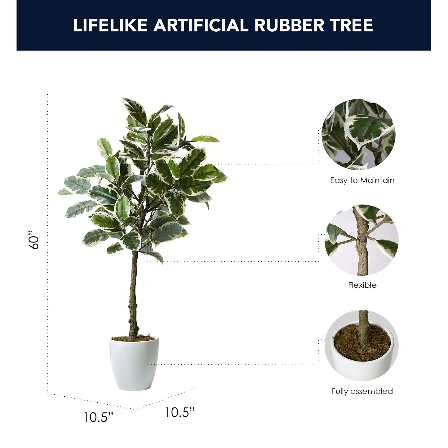 Artificial Variegated Rubber Tree in White Ceramic Tapered Pot - 60" - Botanica Home ™