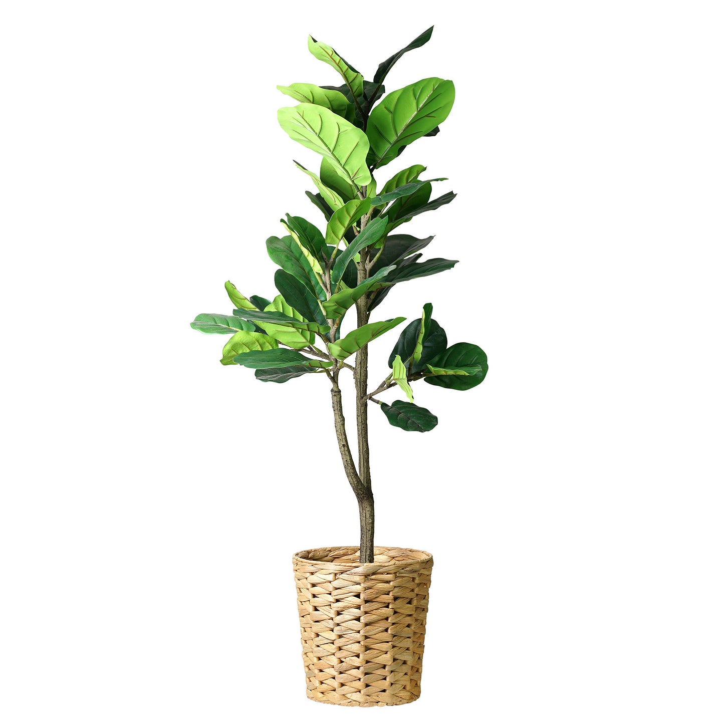Artificial Fiddle Fig Tree in Water Hyacinth Woven Basket - 48" - Botanica Home ™