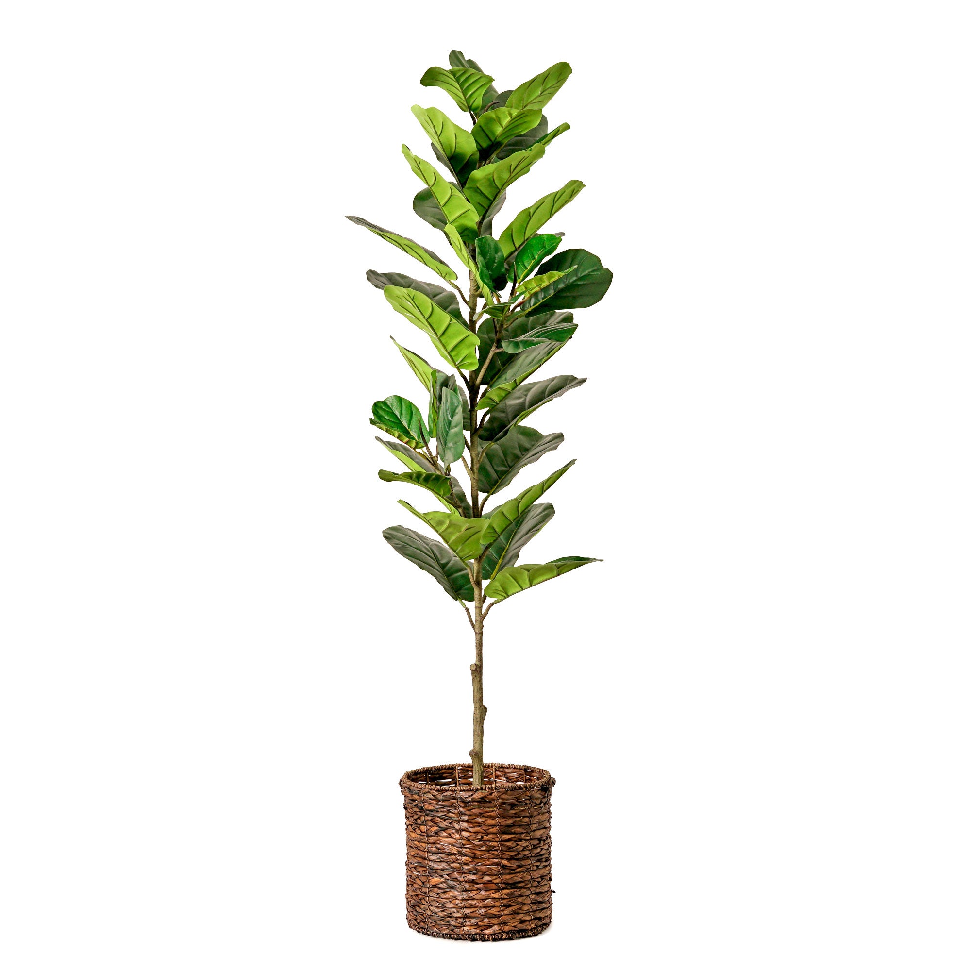 Artificial Fiddle Fig Tree in Water Hyacinth Woven Basket - 60
