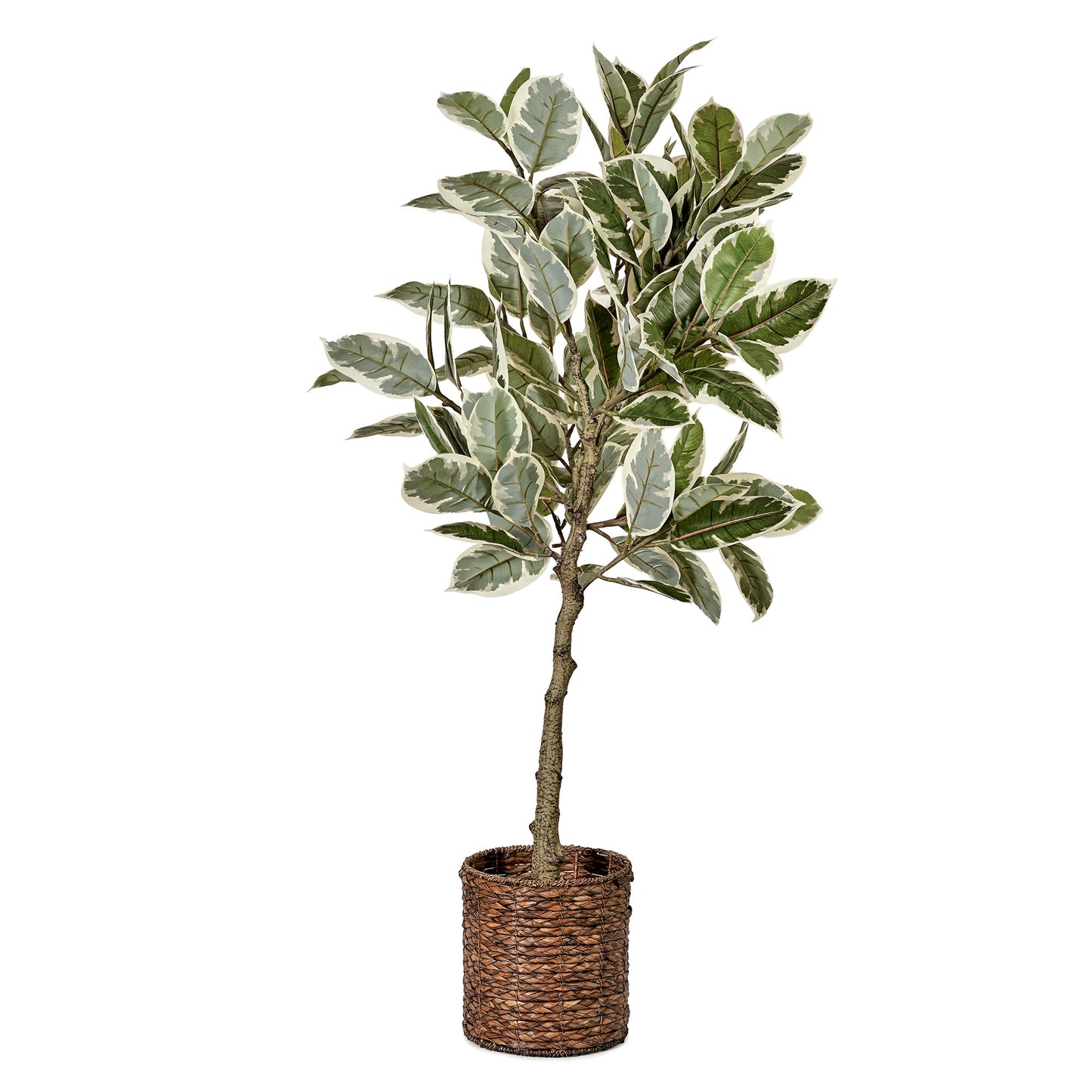 Artificial Variegated Rubber Tree in Water Hyacinth Woven Basket - 60" - Botanica Home ™