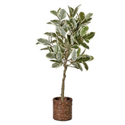 Artificial Variegated Rubber Tree in Water Hyacinth Woven Basket - 60" - Botanica Home&trade;
