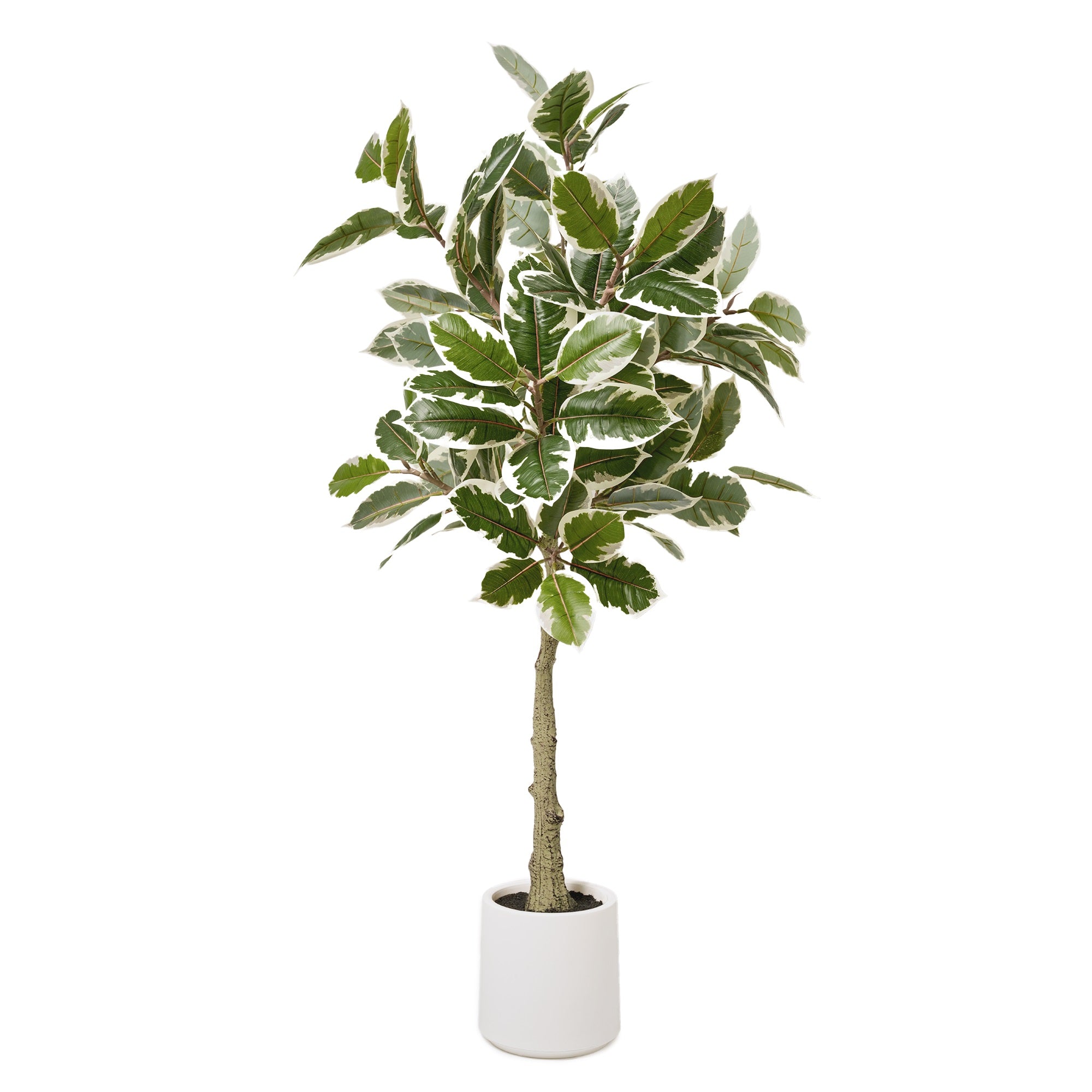 Realistic Artificial Variegated Rubber Tree Faux Plant in a White Pot for Indoor Living Room or Office - 60