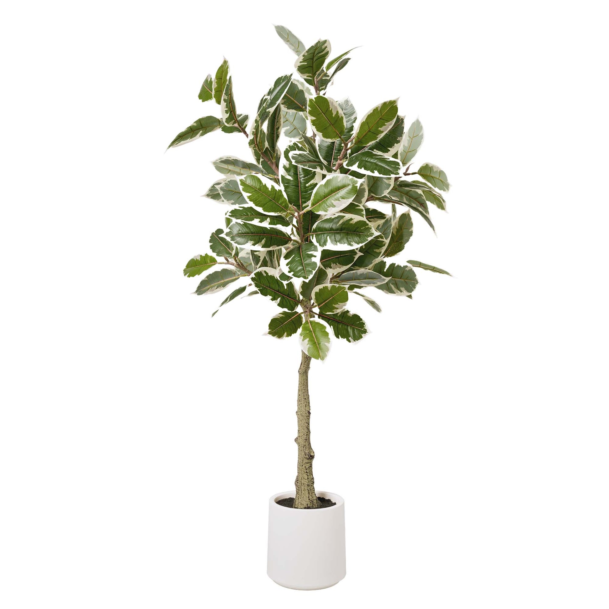 large faux plant in pot Realistic Artificial Variegated Rubber Tree Faux Plant in a White Pot for Indoor Living Room or Office