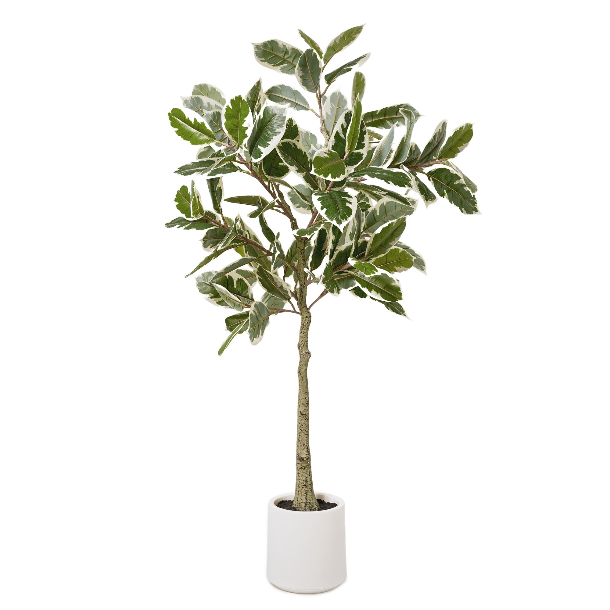 Realistic Artificial Variegated Rubber Tree Faux Plant in a White Pot for Indoor Living Room or Office - 60