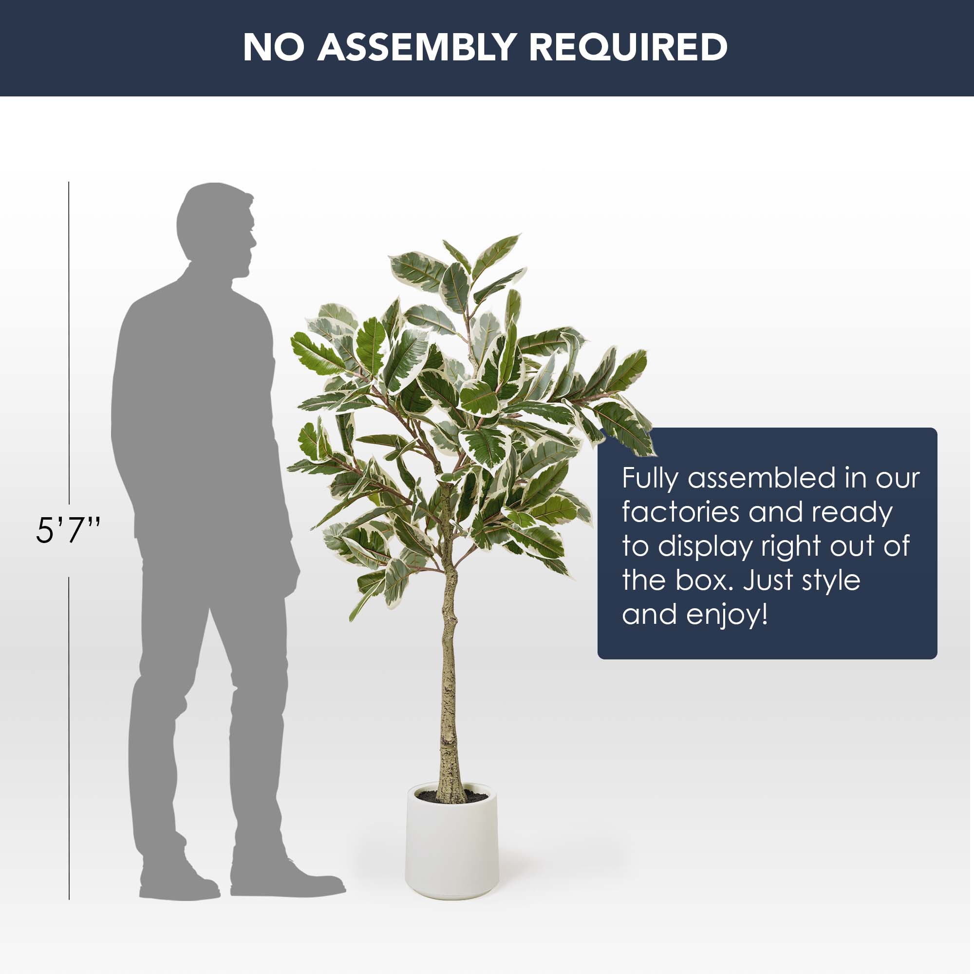 Realistic Artificial Variegated Rubber Tree Faux Plant in a White Pot for Indoor Living Room or Office - 60