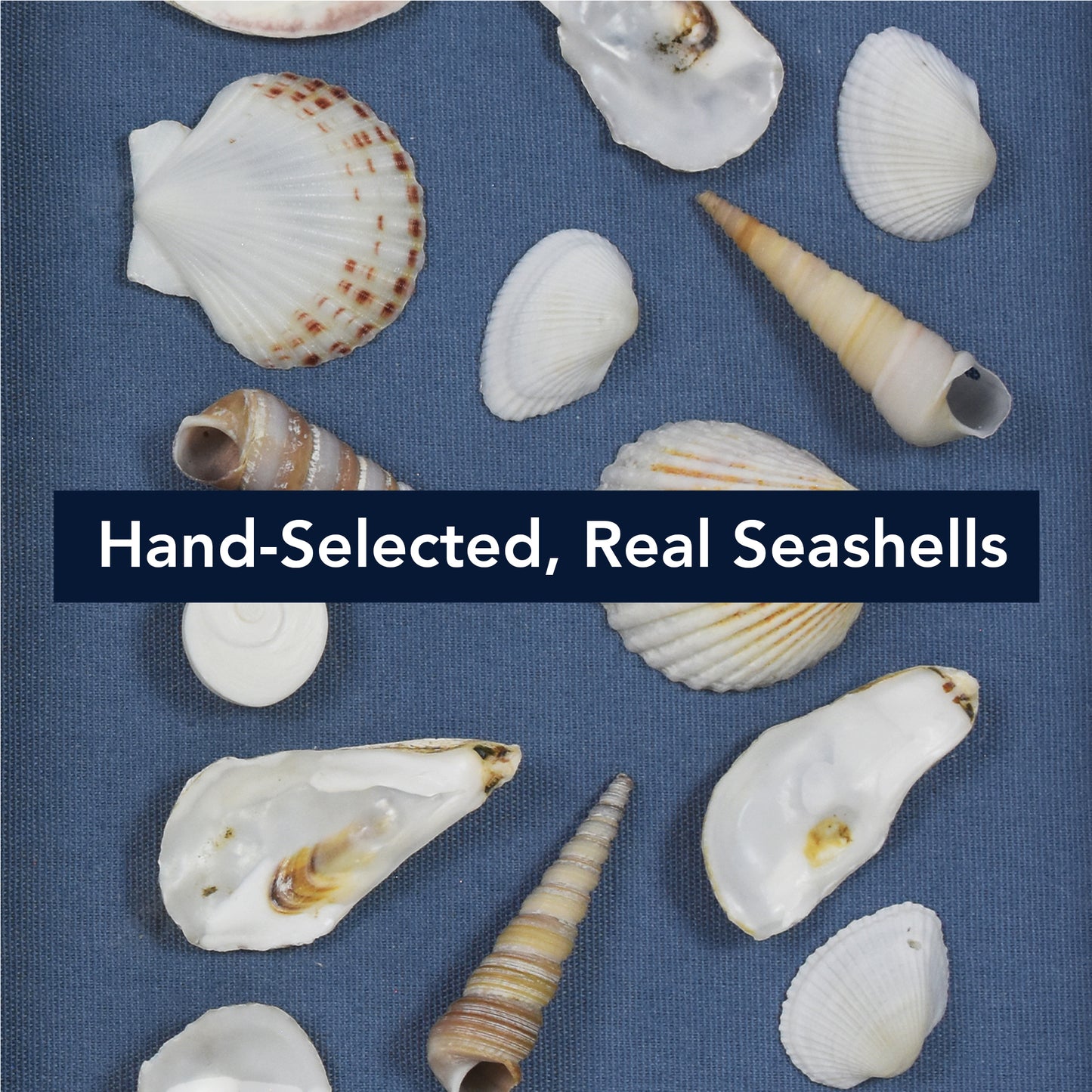 2-pc Mixed Seashell Shadowbox Framed Wall Art - Blue Linen Coastal Decor