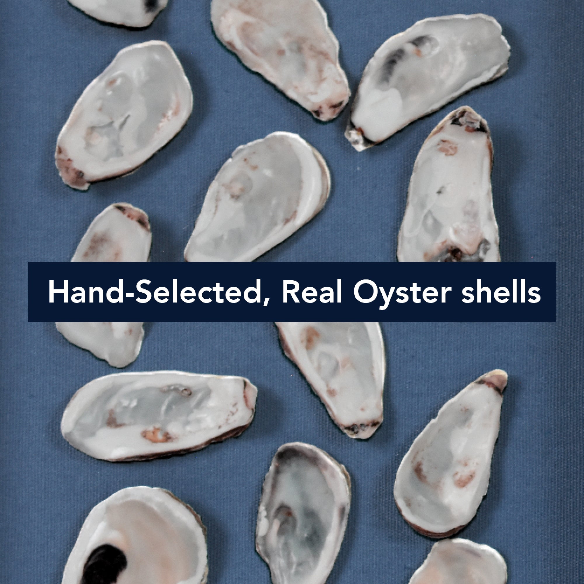 2-pc Oyster Shell Shadowbox Framed Wall Art - Blue Linen Coastal Decor