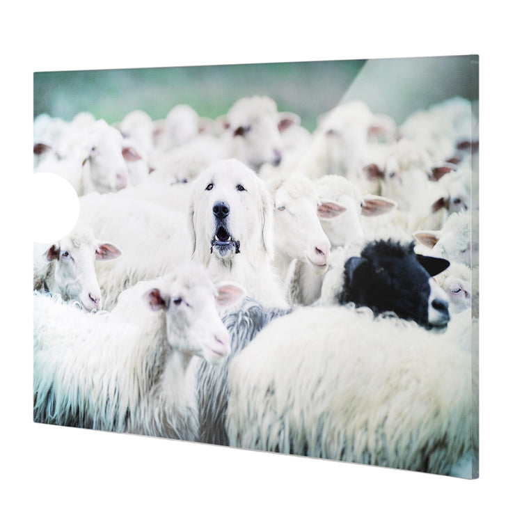 Good Shepherd Dog with Sheep Glossy Canvas Wall Art Print - 36" x 24"