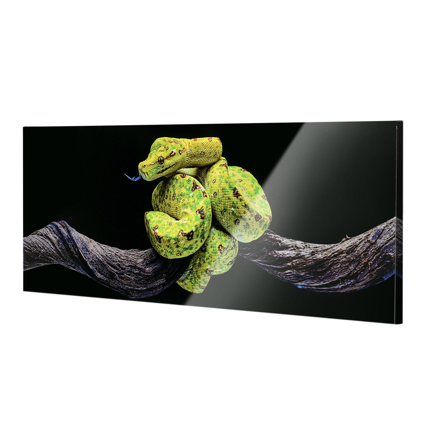 Green Tree Snake Glossy Lacquer Canvas Wall Art Print Panel, 48" x 18"