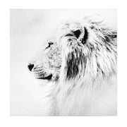 Regal Lion Black and White Glossy Canvas Wall Art Print - 30" x 30"