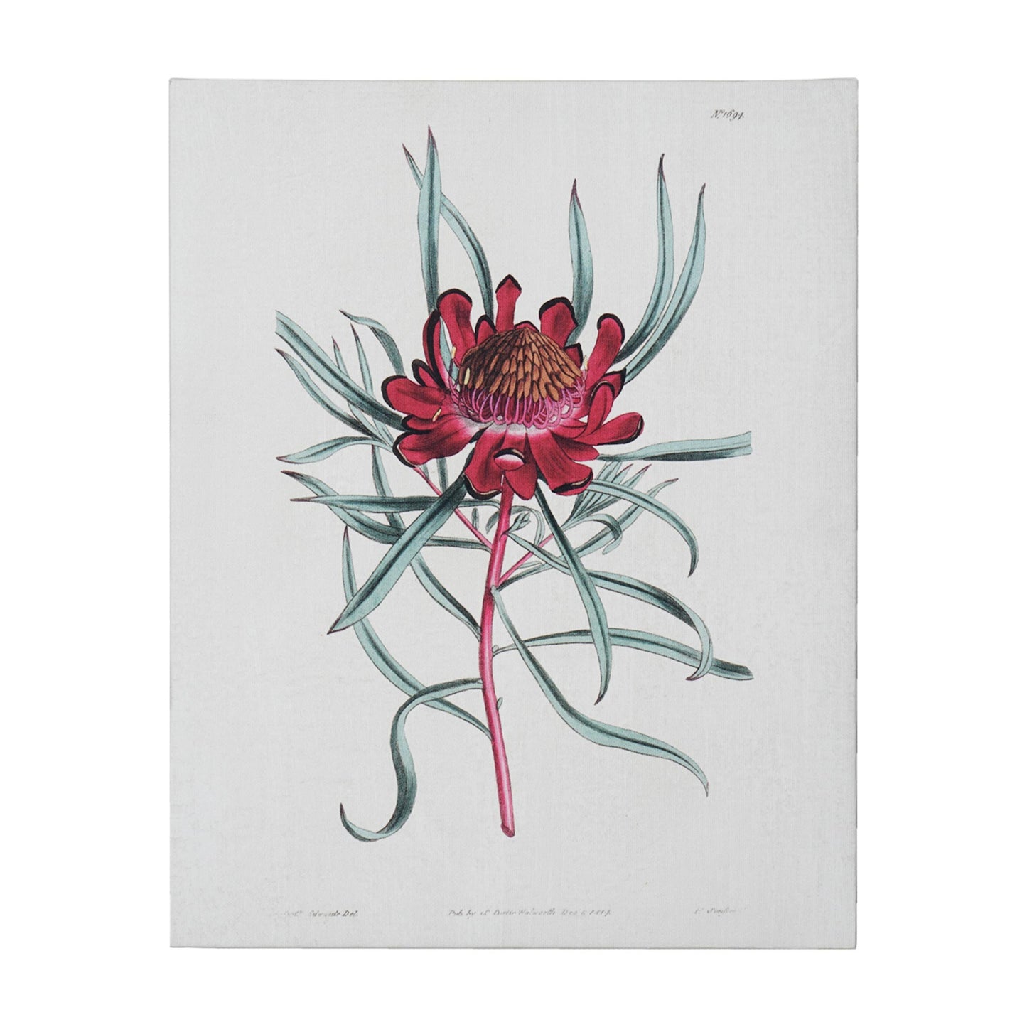 Red Dandelion Floral Canvas Wall Art Print - 11"x14"