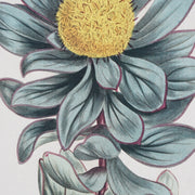 Leafy Green Dandelion Floral Canvas Wall Art Print - 11"x14"